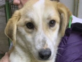 Flori, süßer Rüde mit zartem Hundeherz sucht ein Zuhause mit empathischen Menschen, 1J, 30cm