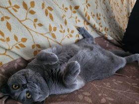 Brittische Kurzhaarkater Timi mit seine Freundin