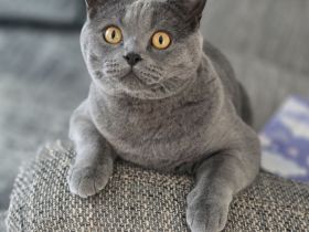 Brittische Kurzhaarkater Timi