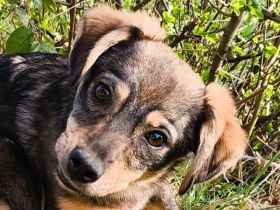 Heidi, kleine Kämpferin mit viel Lebensenergie, bald für ein eigenes Zuhause bereit, 7M, 32cm