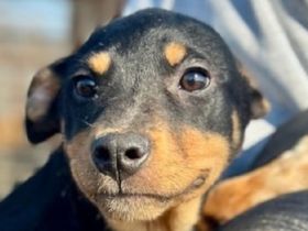 Heli, super süße Junghündin, die das (hoffentlich schöne) Leben noch vor sich hat, 7M, 30 cm