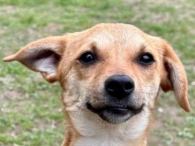 Kara, agil, bewegungsfreudig und manchmal ein bisschen wie ein kleines Wiesel :-), 7M, 30 cm