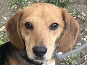 Lilli - wer verliebt sich in das kleine gutgelaunte Beagle-Mix Mädchen? 1J, 40 cm