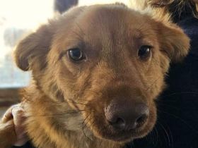 Manolo, verzaubert den vertrauten Menschen mit seiner herzlichen, sanften Art....11M, 40 cm