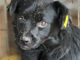 Matti sucht liebevolle, geduldige Menschen, die auf langsame Art sein Herz erobern, 3J, 40 cm