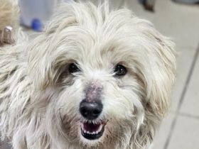 Winfred, kleiner, zutraulicher und verspielter Wuschel sucht neue Wirkungsstätte, 1.5J, 25 cm