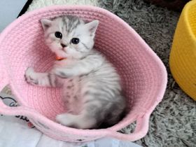 Bkh reinrassige kurzhaar