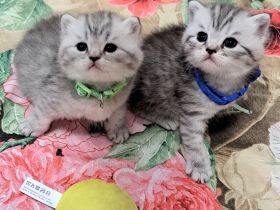 Bkh reinrassige kurzhaar