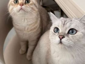 ⸻  Lieber BKH Deckkater „Mio“ bietet seine Dienste