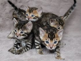 Reinrassige Bengal Kitten mit Stammbaum aus liebevoller Zucht