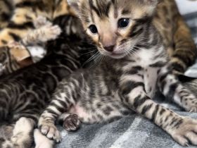 Bengal Kitten mit Stammbaum aus liebevoller Zucht