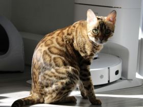 Wurfankündigung Bengal Kitten mit Stammbaum