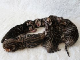 Bengal Kitten mit Stammbaum aus liebevoller Zucht