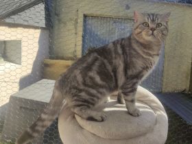 BKH Deckkater Silver Shaded