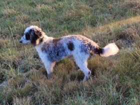 Kleinpudel Merle Harlekin