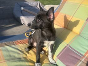 Frodo ein kleinbleibendes Kerlchen