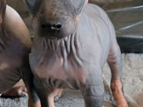 American Hairless Terrier Welpen