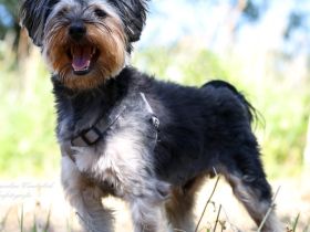 Toby