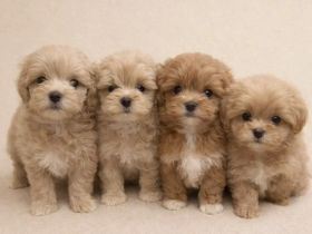 Maltipoo welpen