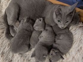 Russisch Blau Kitten mit Stammbaum aus verantwortungsvoller Zucht mit Herz