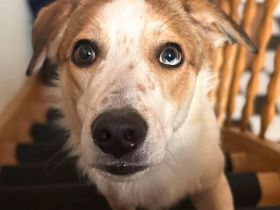 Shadow in 55545 Bad Kreuznach sucht sein Für-immer-Zuhause