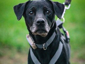 Remi in 61231 Bad Nauheim sucht ihr Für-immer-Zuhause