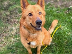 Raya in 57627 Marzhausen sucht ihr Für-immer-Zuhause