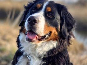 Elfie in 23769 Burg sucht ihr Für-immer-Zuhause