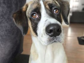 Soul in 74074 Heilbronn sucht sein Für-immer-Zuhause