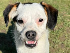 Minou, offene, zutrauliche Hündin sucht ein liebevolles Zuhause, gerne als Einzelhund, 6M, 25 cm
