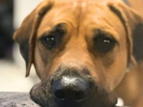 Karma in 45768 Marl sucht ihr Für-immer-Zuhause