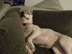 Liebevolle Amstaff Dame