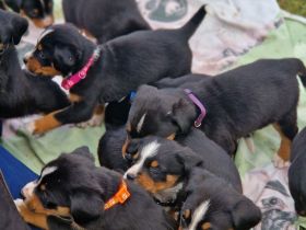 appenzeller sennenhund Welpen