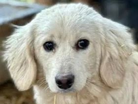 Pippo, Dackel in Golden-Retriever-Optik sucht ruhiges, hundeerfahrenes Zuhause, 6M, 30 cm