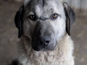 Stattlicher Rüde Samuel mit sanftem Wesen