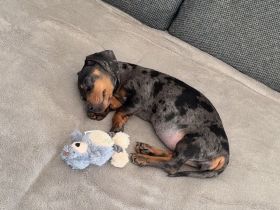 Zwergdackelhündin (11 Wochen alt)