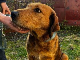 Freundliche und soziale Tosca sucht Familienanschluss