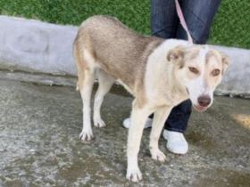 Sunny sucht ihre Menschen