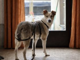 Sunny sucht ihre Menschen