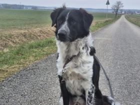 Picolino sucht aktive Menschen