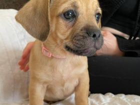 Rasselbande suchen liebevolles Zuhause