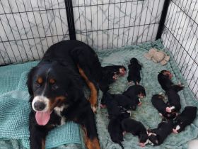 Berna Sennen Welpen - Hobbyzucht