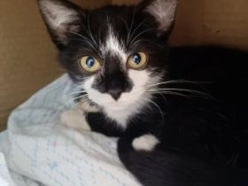 Clara, FIV und FelV positiv