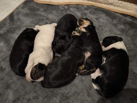 Drei zuckersüße Havaneser-Maltipoo-Welpen suchen ein liebevolles Zuhause