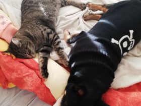 Ragdoll-Mix, Kater 20 Monate jung