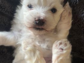 Süßer Malti Rüde sucht seine Familie