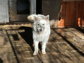 Flocke sucht ein ruhiges Zuhause