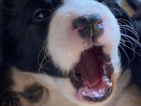 Border Collie Welpen Mix