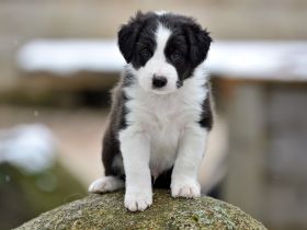 Border Collie Welpen