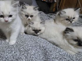 Weibliches Ragdoll-Kätzchen